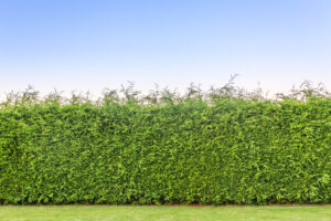 Conifer Hedge Background